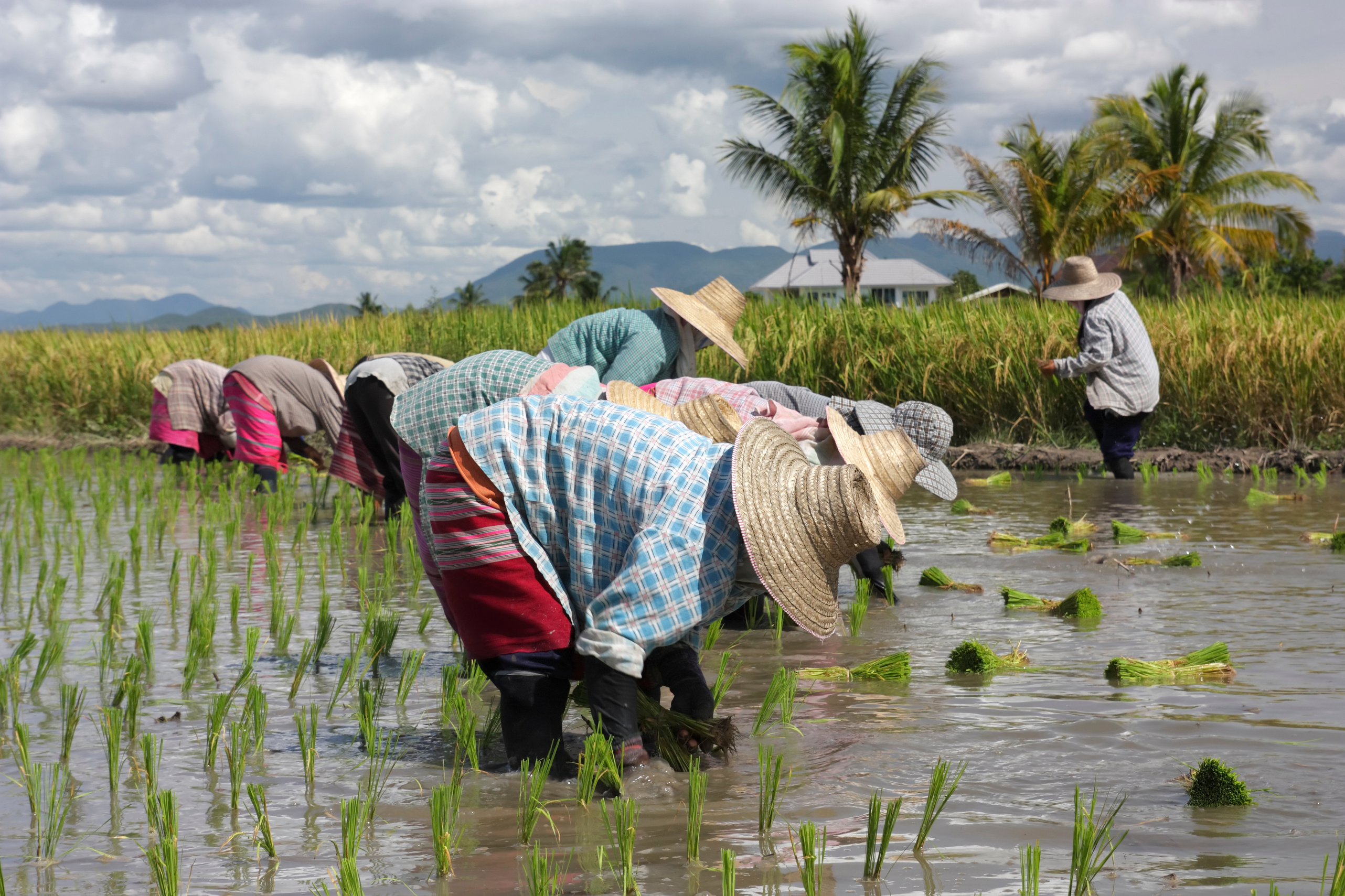 Rice planting