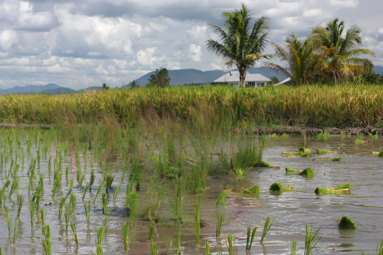 Rice planting
